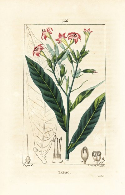 たばこ - タバコ（Nicotiana tabacum）。Chaumeton, Poiret and Chamberetの "La Flore Medicale", Paris, Panckouckeに掲載されたPierre Jean-Francois Turpinの絵をもとにLambert Juniorが描いた手彩色のスティプル銅版画。 作： Pierre Jean Francois Turpin