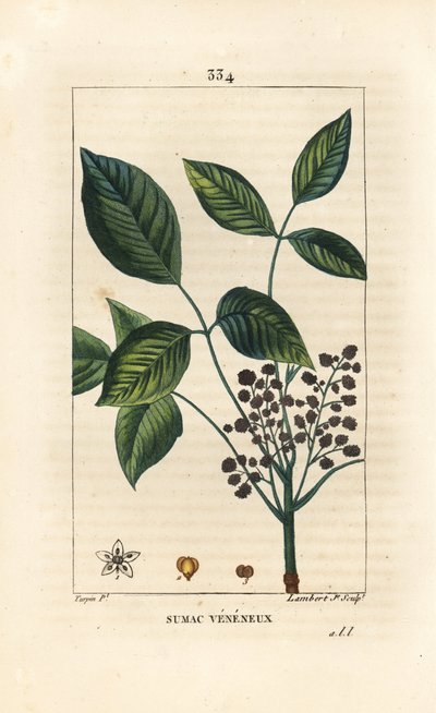 Toxic Liana - ポイズンオーク（Toxicodendron pubescens）。Chaumeton, Poiret and Chamberet