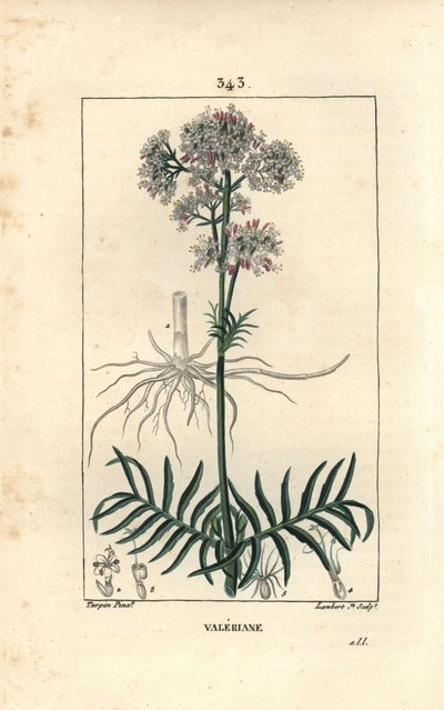 丘のヴァレリアン、または小葉のヴァレリアン - 花、葉、茎、根を持つヴァレリアン（Valeriana officinalis）。ピエール・ジャン・フランソワ・テュルパンが描いた絵をもとに、ランベール・ジュニアが手彩色のスティプル銅版画（「ショーメトン、ポワレと」より）。 作： Pierre Jean Francois Turpin