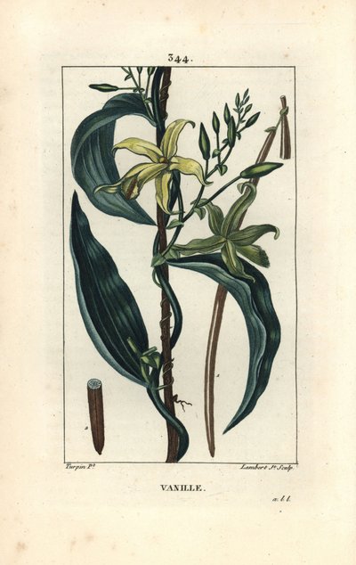 バニラ - 花、葉、種小胞を持つバニラ蘭（Epidendron vanilla）。Chaumeton, Poiret and Chamberetの "La Flore Medicale", Paris, PanckよりPierre Jean-Francois Turpinが描いた絵をLambert Juniorが手彩色のスティプル銅版画にしたもの。 作： Pierre Jean Francois Turpin