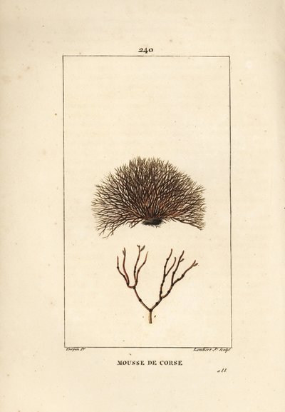 フクジュソウの変種-難破船、フクジュソウhelminthocorton。Chaumeton, Poiret and Chamberetの "La Flore Medicale", Paris, Panckouckeに掲載されたPierre Jean-Francois Turpinの絵をもとにLambert Juniorが描いた手彩色のスティップル銅版画。 作： Pierre Jean Francois Turpin