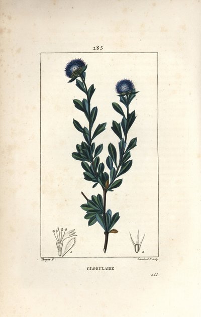 globularの変種 - 三つ葉のグロビュラリア、Globularia fruticosa。Chaumeton, Poiret and Chamberet