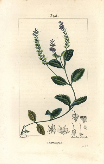Veronique officinale - 雄のスピードウェル、Veronica officinalis（ベロニカ・オフィシナリス）。Chaumeton, Poiret and Chamberetの "La Flore Medicale, Paris, Panckoucke "に掲載されたPierre Jean-Francois Turpinの図からLambert Juniorが描いた手彩色のスティップル銅版画。 作： Pierre Jean Francois Turpin