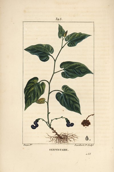バージニア・スネークルート - 花、葉、茎、種、根を持つバージニア・スネークルート（Aristolochia serpentaria）。Chaumeton, Poiret and Chamberet の "... "に掲載されているPierre Jean-Francois Turpinの絵をもとにLambert Juniorが描いた手彩色のスティプル銅版画。 作： Pierre Jean Francois Turpin