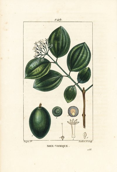 Vomiker - Strychnine tree or poison nut, Strychnos nux-vomica, with fruit, seed, leaf and flower.Chaumeton, Poiret and Chamberetの "La Flore "からPierre Jean-Francois Turpinが描いたものをLambert Juniorが手彩色のスティプル銅版画にしたもの。 作： Pierre Jean Francois Turpin