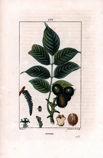 クルミの枝と木の実 - クルミの木（Juglans regia）の枝、葉、熟した果実、殻付きおよび断面の木の実。Chaumeton, Poiret et Chamber』に掲載されたピエール・ジャン＝フランソワ・テュルパンの図版をもとに、ランベール・ジュニアが手彩色のスティプル銅版画を制作。 作： Pierre Jean Francois Turpin