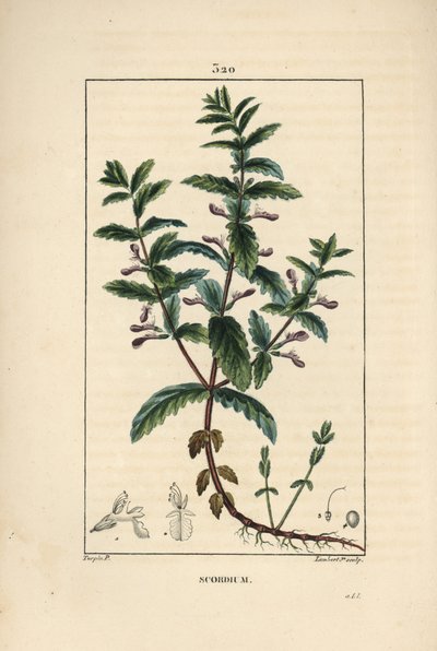 花、葉、茎、根を示したミズニラ（Teucrium scordium）。Chaumeton, Poiret and Chamberetの「La Flore Medi」に掲載されたPierre Jean-Francois Turpinの絵をもとにLambert Juniorが描いた手彩色のスティプル銅版画。 作： Pierre Jean Francois Turpin