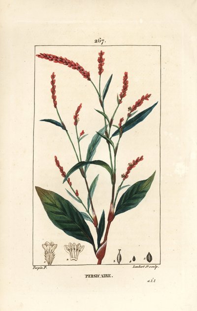 ウォーターペッパー・ノットウィー - 花、茎、葉を持つウォーターペッパー（Persicaria hydropiper（Polygonum hydropiper））。Chaumeton, Poiret and Chamberet