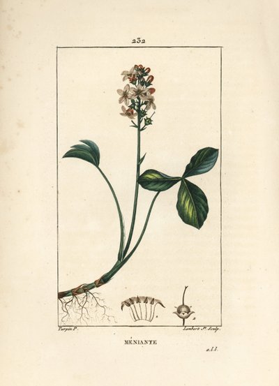 ウォータートレフォイルまたはメニャントウォータートレフォイル - Mars trefoil, Menyanthes trifoliata.パリで出版されたChaumeton, Poiret and Chamberetの "La Flore Medicale "に掲載されたPierre Jean-Francois Turpinの絵をもとにLambert Juniorが描いた手彩色のスティップル銅版画。 作： Pierre Jean Francois Turpin