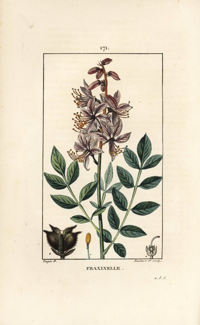 花、葉、種子、毛の生えた果実を示す白いディクタムヌスのアルバス（Dictamnus albus）。Chaumeton, Poiret et Chamberetの "La Flore Medicale", Paris, PanckouckよりPierre Jean-Francois Turpinが描いた絵をLambert Juniorが手彩色したスティップル銅版画。 作： Pierre Jean Francois Turpin