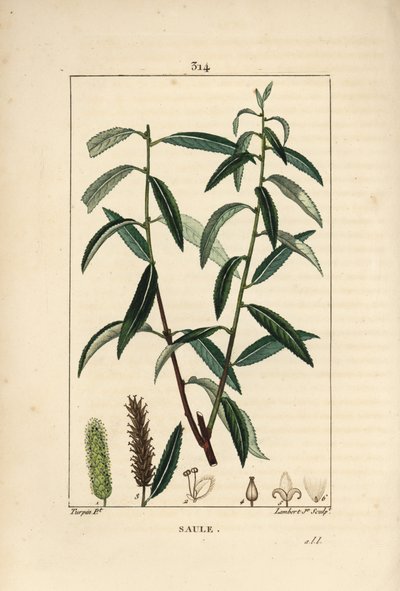 白または銀のヤナギ、白い籐 - 白ヤナギ（Salix alba）の葉、花、雄と雌のカタクリ、果実と種。ピエール・ジャン・フランソワ・トルパンがポイのショーメトンで描いた絵をもとに、ランバート・ジュニアが手彩色のスティプル銅版画を制作。 作： Pierre Jean Francois Turpin