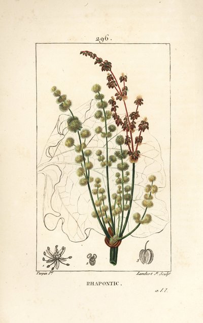 野生のルバーブ - 花、茎、種、葉の輪郭を持つラポンティックまたはニセのルバーブ（Rheum rhapontium）。Chaumeton, Poiret and Chamberetの「La」に掲載されているPierre Jean-Francois Turpinの絵をもとにLambert Juniorが描いた手彩色のスティプル銅版画。 作： Pierre Jean Francois Turpin