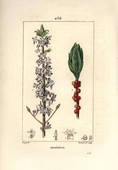 木のきれいな、きれいな、緑の、緑の木、ダフネの素敵な木 - Mezereon, Daphne mezereum.Chaumeton, Poiret and Chamberetの "La Flore Medicale "からPierre Jean-Francois Turpinが描いた絵をLambert Juniorが手彩色のスティプル銅版画で表現したもの。 作： Pierre Jean Francois Turpin