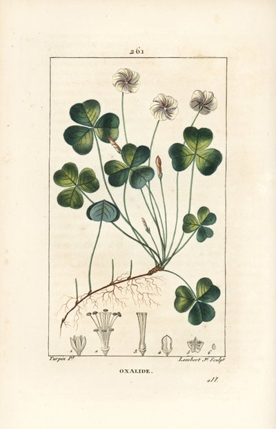 木スイバ（Oxalide (oxalis) des bois） - 木スイバ（Oxalis acetosella）、花、葉、茎、種、根。ピエール・ジャン・フランソワ・テュルパンが描いた絵をランベール・ジュニアが手彩色のスティプル銅版画にしたもので、Chaumeton, Poiret and Chambereより 作： Pierre Jean Francois Turpin