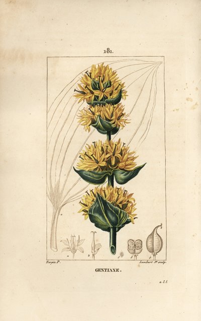 イエローリンドウまたはグレートリンドウ - Gentian, Gentiana lutea.Chaumeton, Poiret and Chamberetの "La Flore Medicale, Paris, Panckoucke "に掲載されたPierre Jean-Francois Turpinの図からLambert Juniorが描いた手彩色のスティップル銅版画。 作： Pierre Jean Francois Turpin