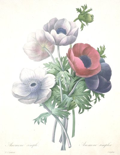 フランソワ・ラングロワ作、「Choix des Plus Belle Fleurs et des Plus Beaux Fruits」より、シンプルなアネモネ（Anemone simplex 作： Pierre Joseph (after) Redoute