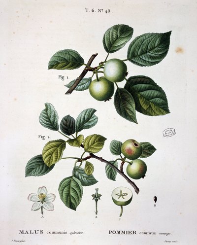 Apple mier commun sauvage - "Nouveau Duhamel du Monceau ou traité des arbres et shrustes que le culture en France", figure according to drawings by P.J. Redoute and P. Bessa, Parisに掲載されています。 作： Pierre Joseph (after) Redoute