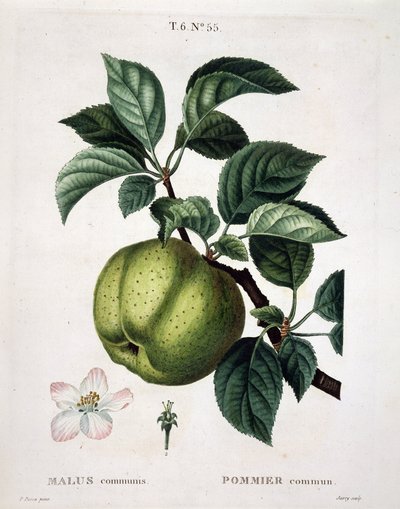 りんごの木-「Nouveau Duhamel du Monceau ou traite des arbres et shrustes qui one cultivate en France」の中で、P.J.RedouteとP.Bessaの図面に基づいて描かれている。 作： Pierre Joseph (after) Redoute