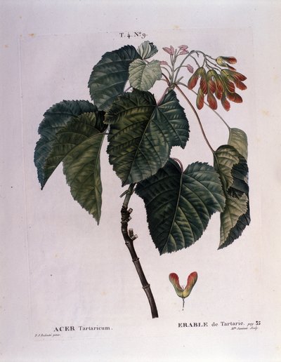 ボタニカル。楓の枝。ピエール・ジョセフ・ルドゥーテ（1759-1840）の水彩画「ヌーヴォー・デュアメル・デュ・モンソー、またはフランスで栽培されている樹木と灌木」より抜粋（1819年 作： Pierre Joseph (after) Redoute