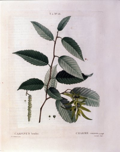ボタニカル：チャームの枝。Pierre Joseph Redoute (1759-1840) 1819年による水彩画「Nouveau Duhamel du Monceau or Treats Treats Trees and Shrubs Cultivated in France」より抜粋。 作： Pierre Joseph (after) Redoute