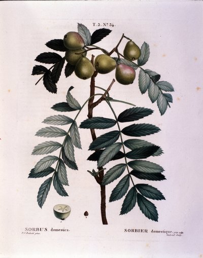 植物：コルミエ（Sorbus domestica）の枝 「Nouveau Duhamel du Monceau or Treats Treats Trees and Shrubs Cultivated in France」より引用 ピエール・ジョセフ・ルドゥーテ（1759-1840）の水彩画 1819年 作： Pierre Joseph (after) Redoute