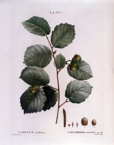 ボタニカル：ヘーゼルナッツの枝。Pierre Joseph Redoute (1759-1840) 1819年による水彩画「Nouveau Duhamel du Monceau or Treats Treates Trees and Shrubs Cultivated in France」からの抜粋。 作： Pierre Joseph (after) Redoute
