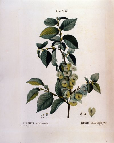植物学：ニレの枝。Pierre Joseph Redoute (1759-1840) 1819年による水彩画「Nouveau Duhamel du Monceau or Treats Treats Trees and Shrubs Cultivated in France」からの抜粋。 作： Pierre Joseph (after) Redoute