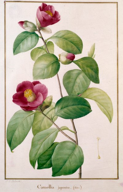 ツバキのボタニカルプレート ピエール・ジョセフ・ルドゥー（1759-1840）作 19世紀 パリ自然史博物館所蔵 作： Pierre Joseph (after) Redoute