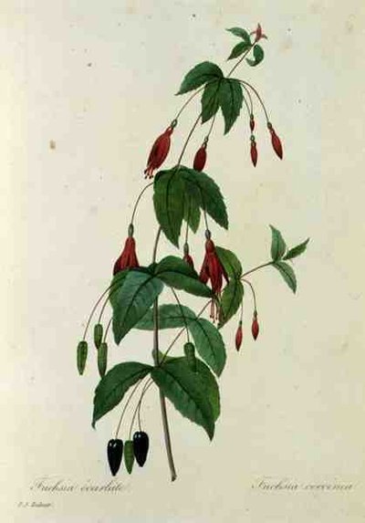 フクシア・コクシネア（「Choix des Plus Belles Fleurs」より 作： Pierre Joseph (after) Redoute