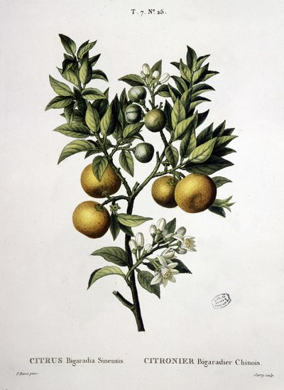 Lemon tree chinese bigaradier - "Nouveau Duhamel ou traité des arbres et shrustes que on cultivation in France" の中で、P.J. RedoutéとP.J. Redoutéが描いています。ベッサ、パリ 作： Pierre Joseph (after) Redoute