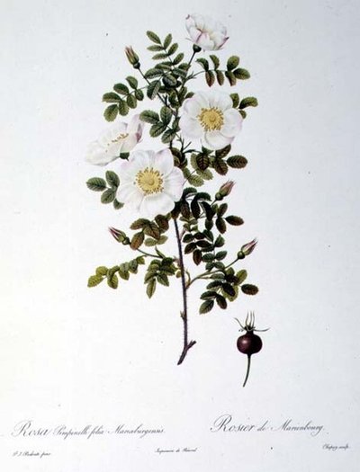 Rosa Pimpinellifolia Mariaeburgensis（ロサ・ピンピネリフォリア・マリエブルゲンシス）、Chapuy（シャピュイ）作、Remond（レモン）作「Les Roses」より。1818年（彩色済み彫刻）。 作： Pierre Joseph (after) Redoute