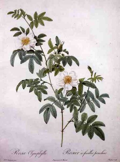 Rosa clynophylla（Rosa clynophylla）、Chapuyによる刻印、「Les Roses」より 作： Pierre Joseph (after) Redoute