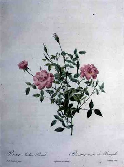 ロサ・インディカ・プミラ（矮性ベンガルローズ）、シャピュイの刻印、「Les Roses」より 作： Pierre Joseph (after) Redoute