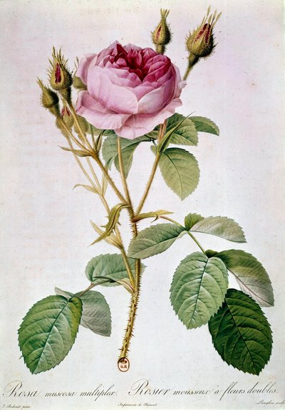 ローズ・プランシュ ピエール・ジョセフ・ルドゥーテ（1759-1840）作 1817年 パリ B.N. 作： Pierre Joseph (after) Redoute