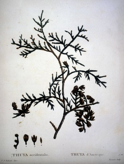 Thuja occidentalis or American Thuja - "Nouveau Duhamel du Monceau ou traité des arbres et shrustes que le culture en France "の中で、P.J.RedouteとP.Bessaが描いた絵に沿った数字。 作： Pierre Joseph (after) Redoute