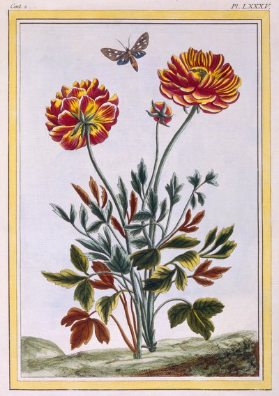 さまざまな二重花の黄色いケシ、c.1776（手彩色の彫刻） 作： Pierre Joseph Buchoz
