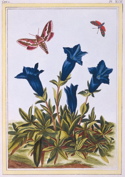 ブルー リンドウ トランペットの花、パブ。 1776年。 作： Pierre Joseph Buchoz