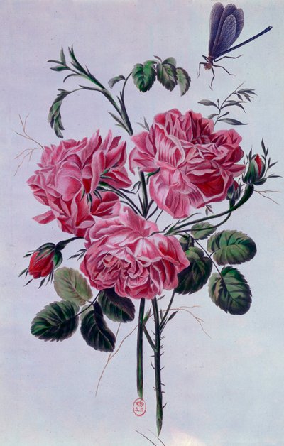 牡丹の花束ピエール・ジョセフによるリトグラフ 作： Pierre Joseph Buchoz