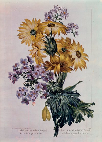 太陽などの花のブーケ。一重の花をつけた多年草の太陽、アコイの葉をつけた鶴嘴、大輪の花をつけたアスター。ピエール・ジョセフ（1731-1807）によるリトグラフ 18世紀 パリ、B.N. 作： Pierre Joseph Buchoz