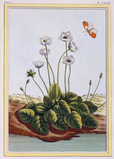 パルナッソスのクワクグラス パルナッソスの草、パブ。 1776年。 作： Pierre Joseph Buchoz
