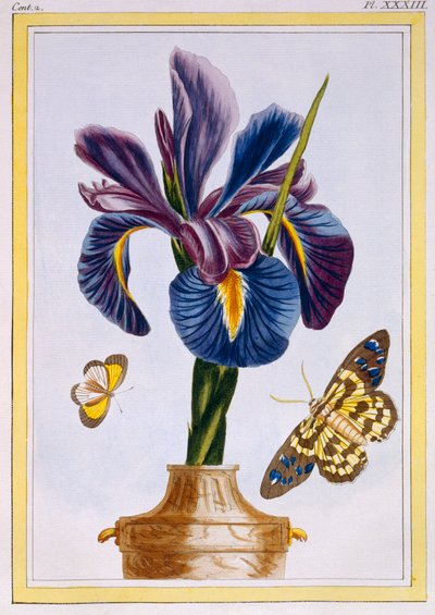 蝶と共通のアイリス、パブ。 1776年。 作： Pierre Joseph Buchoz