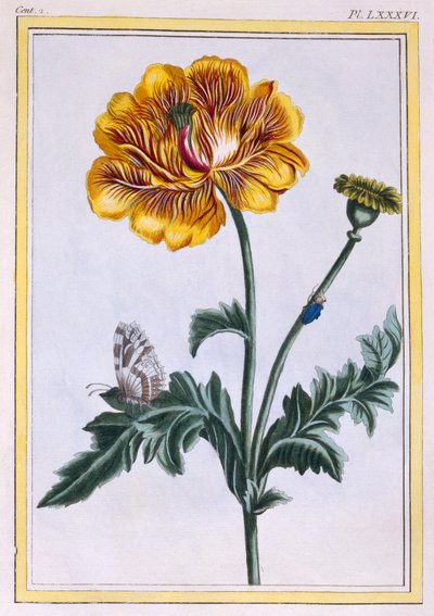 Double Creeping Buttercup Ranunculus repens Var: Pleniflorus、パブ。 1776年。 作： Pierre Joseph Buchoz