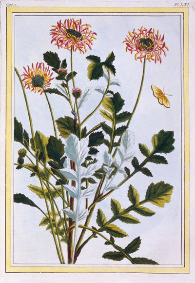エチオピアのアルコティス（アフリカのユリ）、1766年頃（手描きの彫刻） 作： Pierre Joseph Buchoz