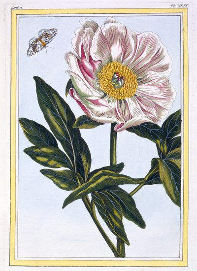 肉色の一般的な牡丹、パブ。 1776年。 作： Pierre Joseph Buchoz