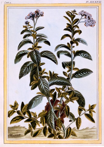 ヘリオトロープまたはチェリーパイ、1766年頃（手描きの彫刻） 作： Pierre Joseph Buchoz