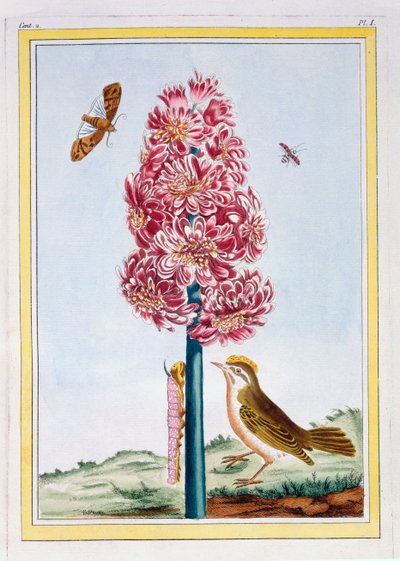 ヒヤシンス、1766年頃（手塗りの彫刻） 作： Pierre Joseph Buchoz