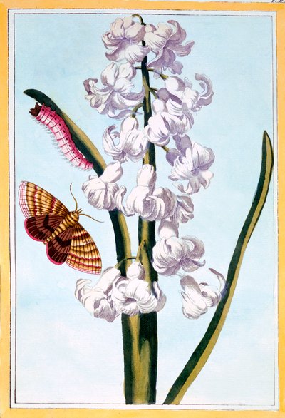 ヒヤシンス、1766年頃（手塗りの彫刻） 作： Pierre Joseph Buchoz