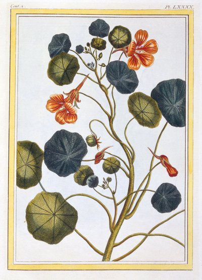 La Capucine Nasturtium、パブ。 1776年 作： Pierre Joseph Buchoz