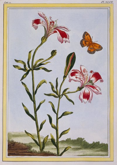 ラフルールタシェットデインカ（ペルーのユリ）、1766年頃（手描きの彫刻） 作： Pierre Joseph Buchoz
