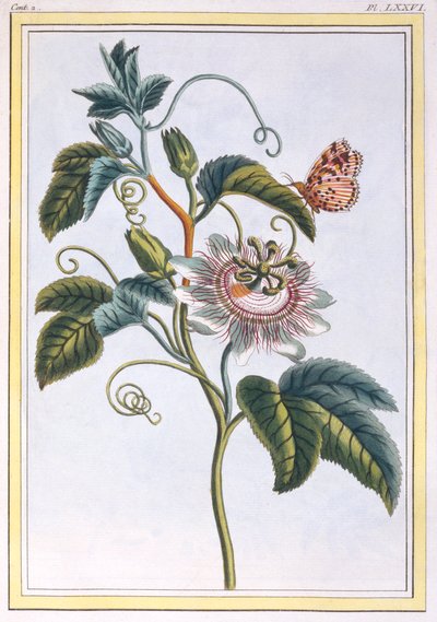 La Grenadille または Le Maracot、パブ。 1776年。 作： Pierre Joseph Buchoz